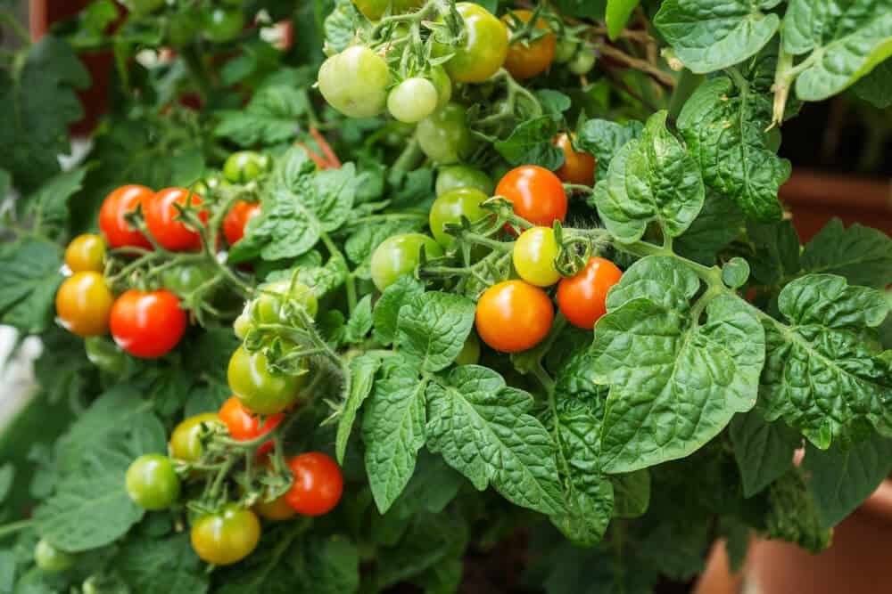 fresh organic cherry tomato plants