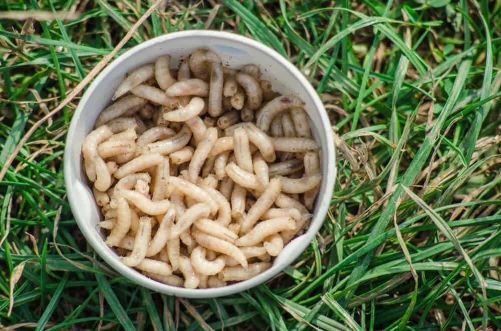 fresh organic maggot larvae in a bowl on grass