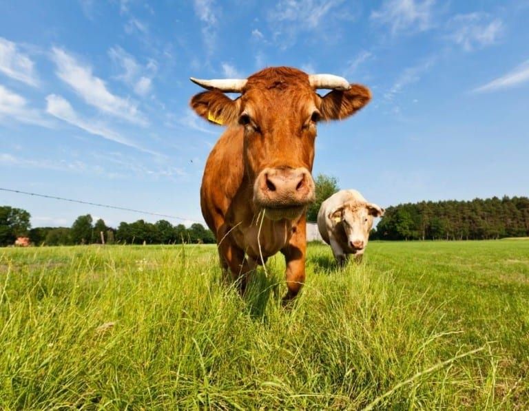 How Fast Can a Cow Run, Exactly?