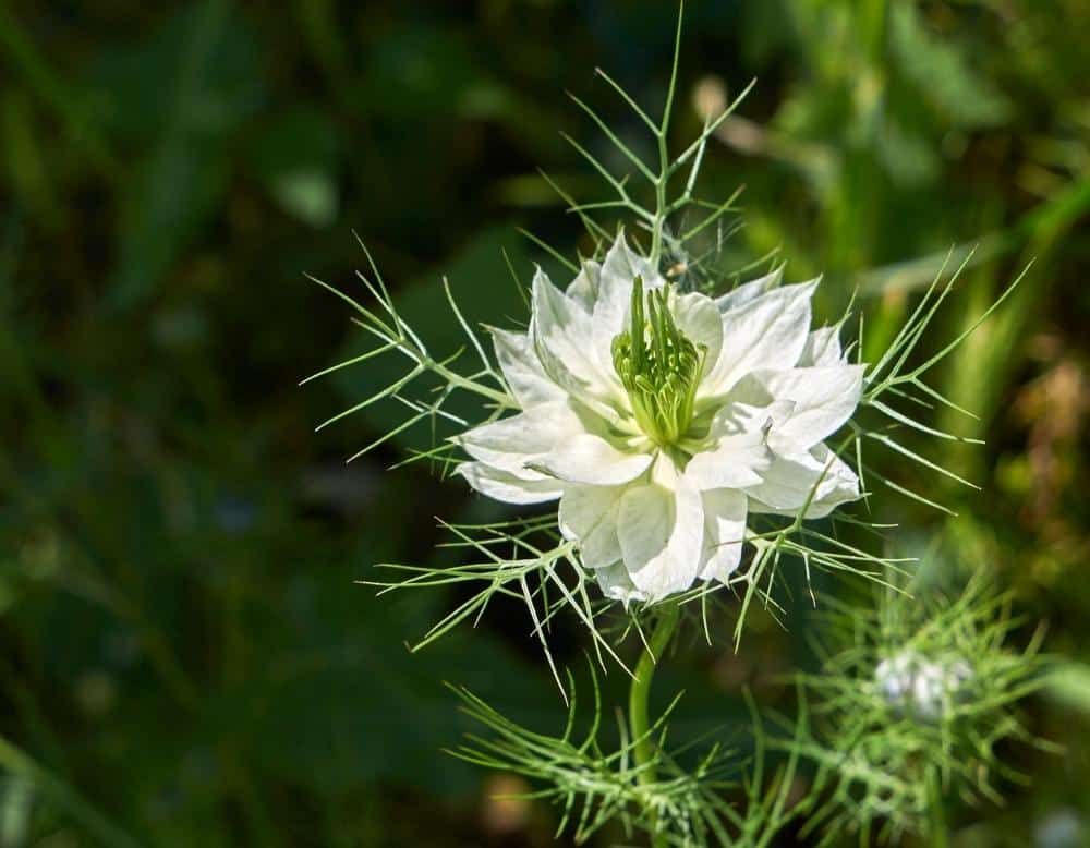 kalonji nigella sativa herb with white flowers