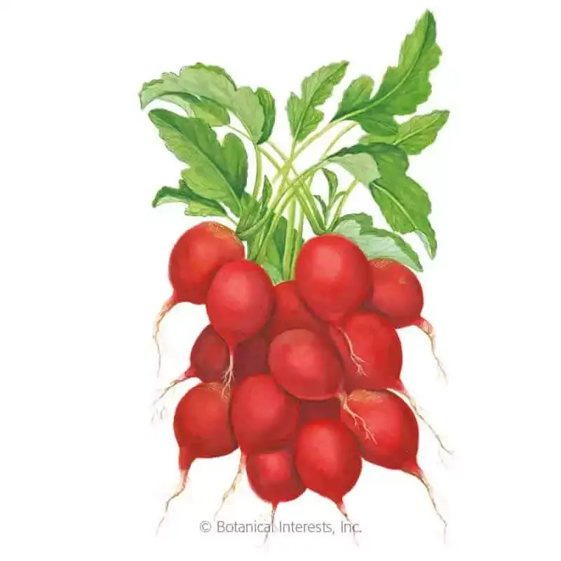Cherry Belle Radish Seeds | Botanical Interests