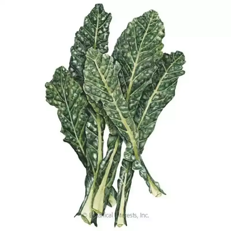 Nero Toscana Kale Seeds | Botanical Interests