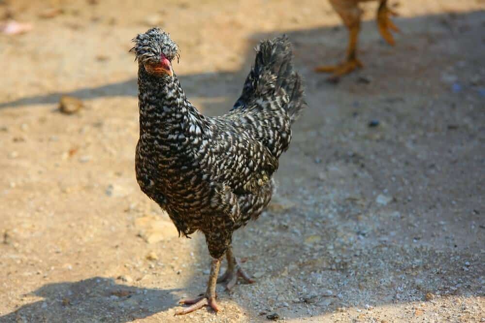 silver and black cuckoo maran chicken