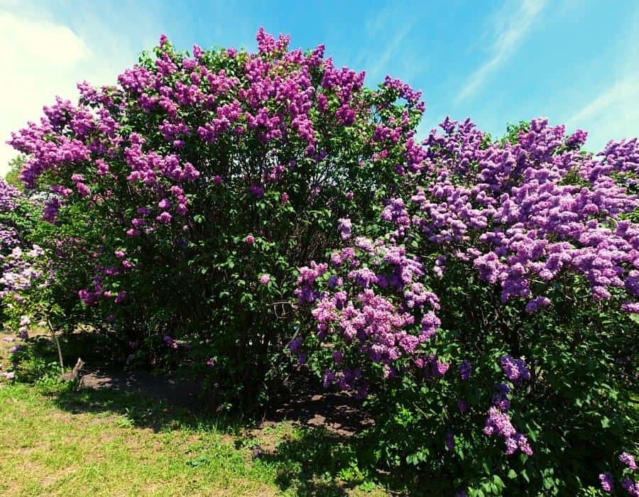 syringia lilac bush