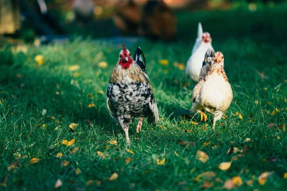 three amazing serama bantam chickens