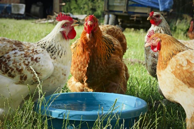 three thirsty hens drinking fresh water from bowl