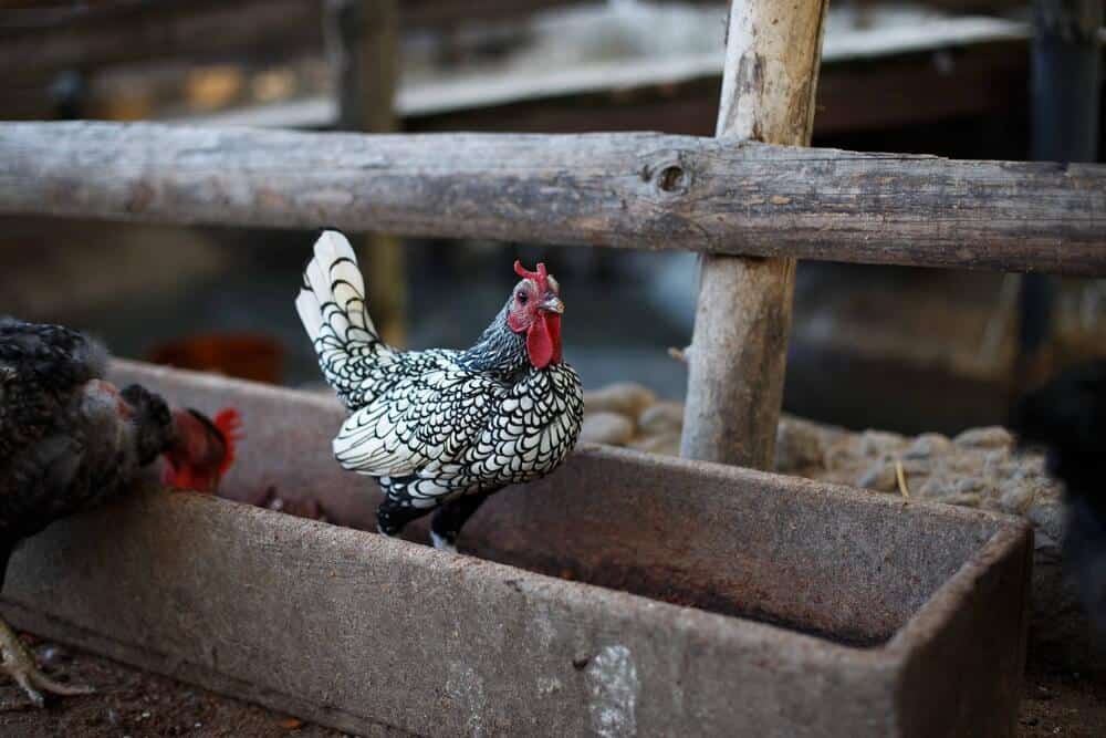 tiny bantam chickens foraging in rural coop