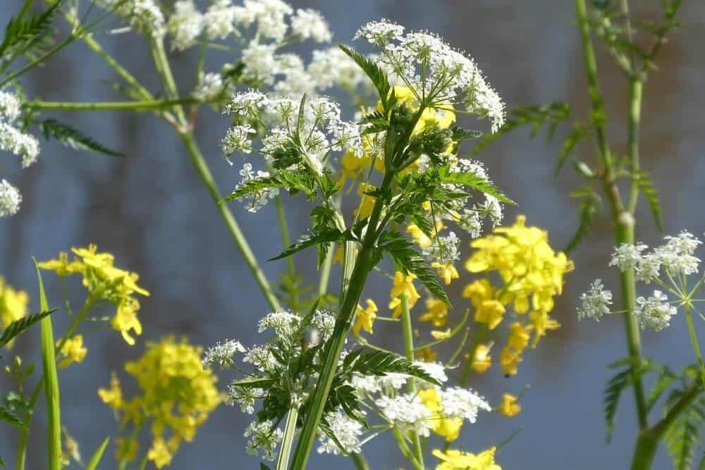 white and yellow cow parsley