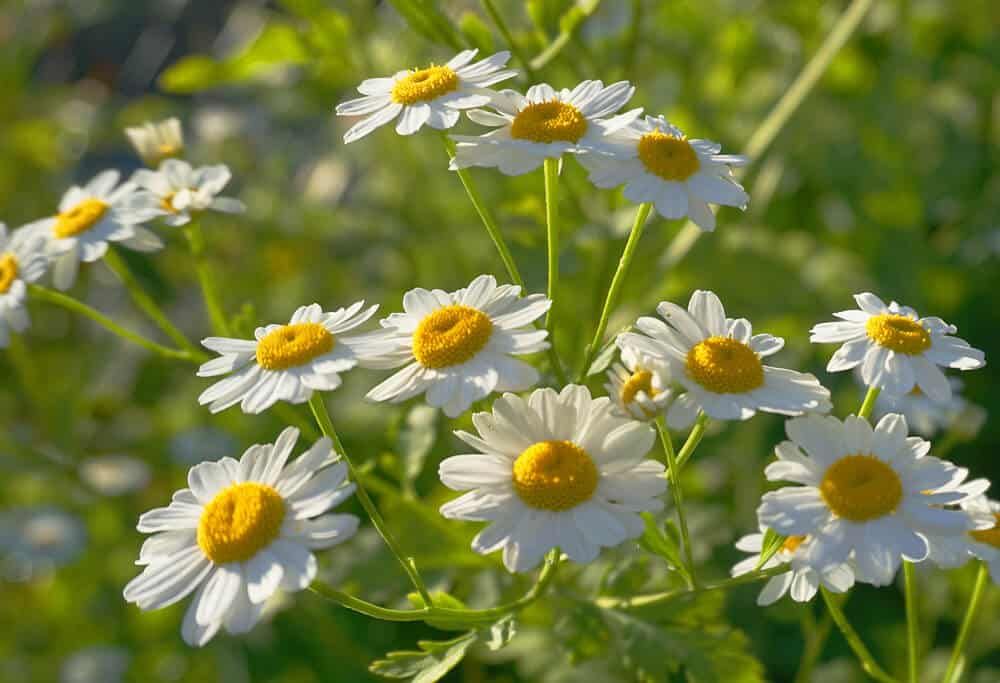 white chamomile meadow flowers in the morning
