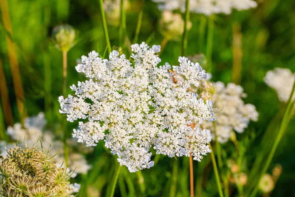 white flowering caraway meridian fennel