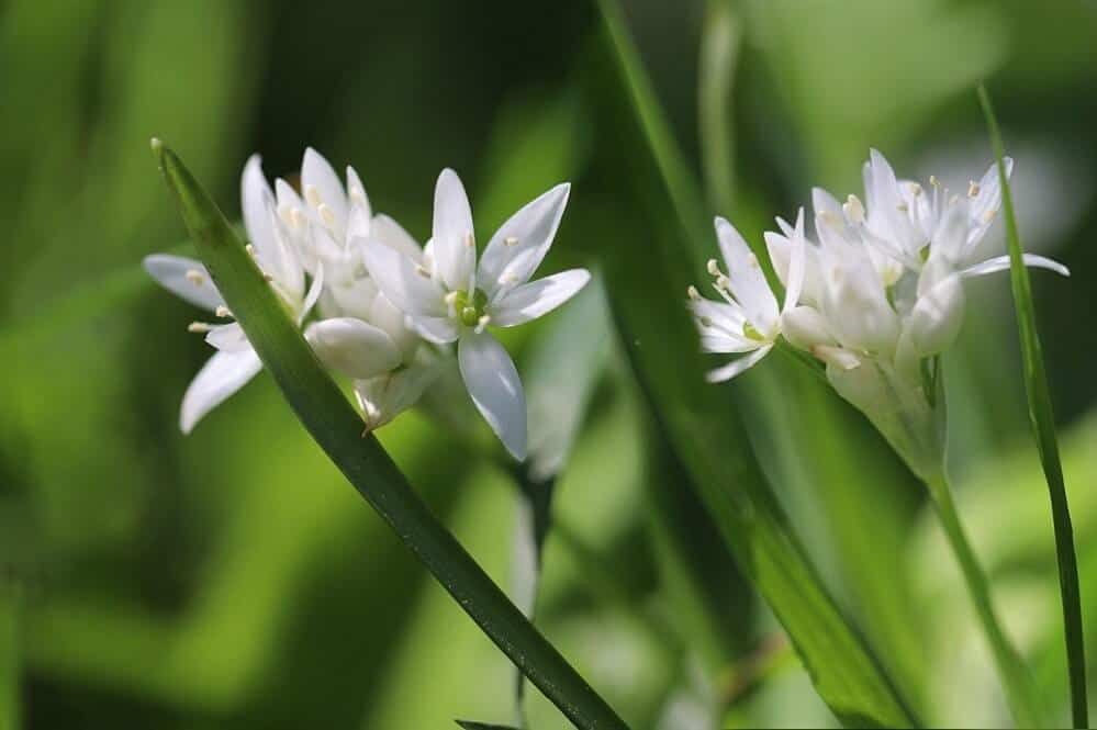 white flowering garlic growing wild