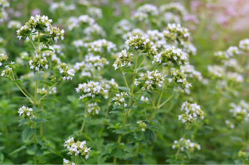 white oregano flowering herb