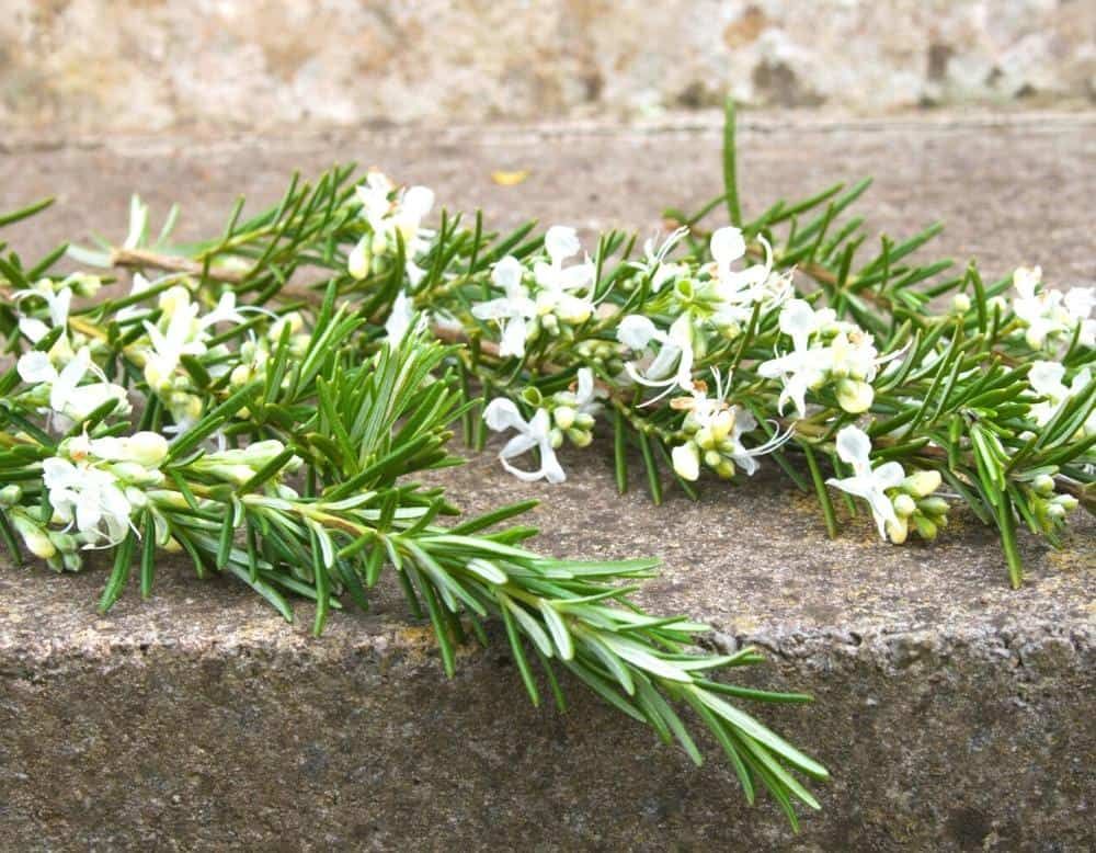 white rosemary herb flowers