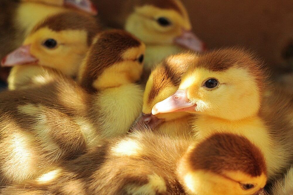 adorable flock of yellow ducklings cuddling