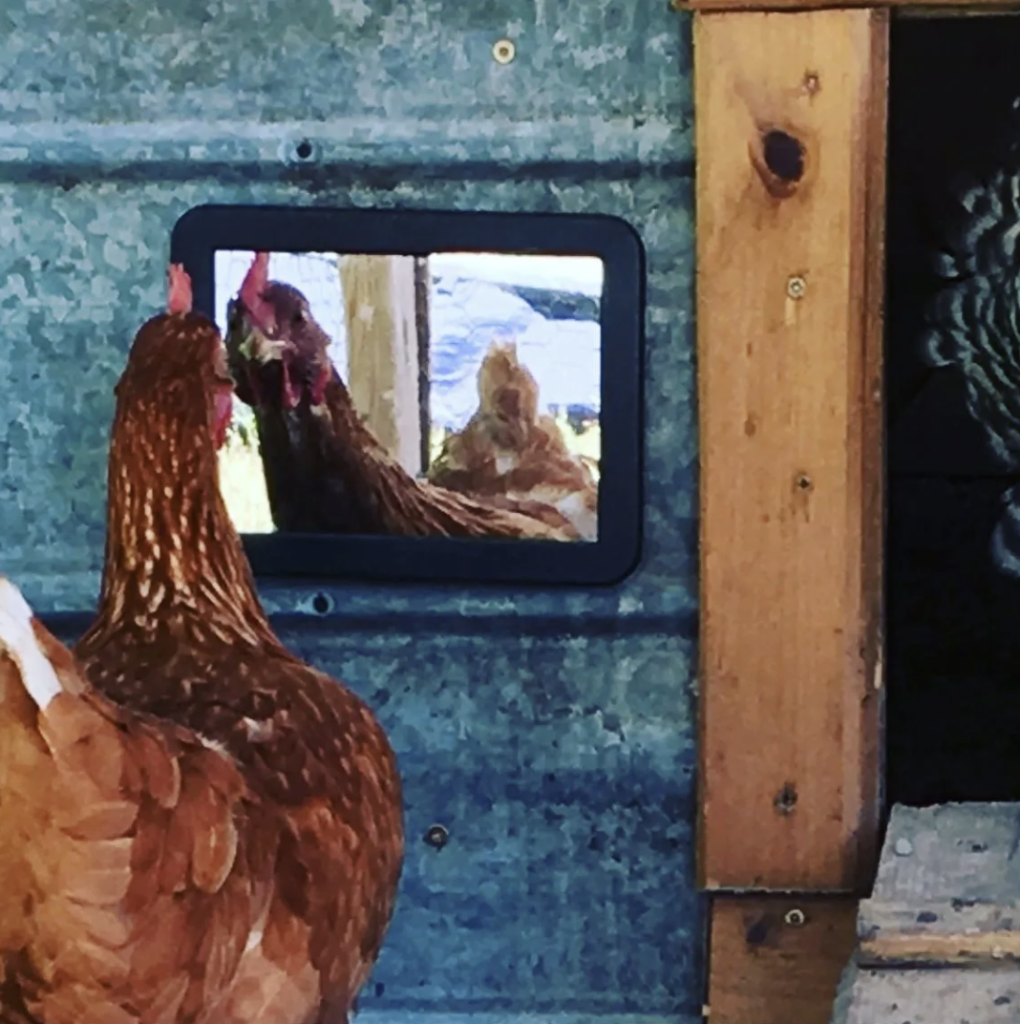 chicken vanity mirror