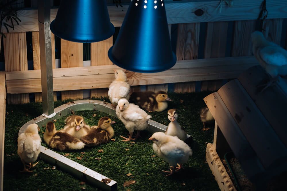 ducklings and chickens basking underneath heat lamp on grass