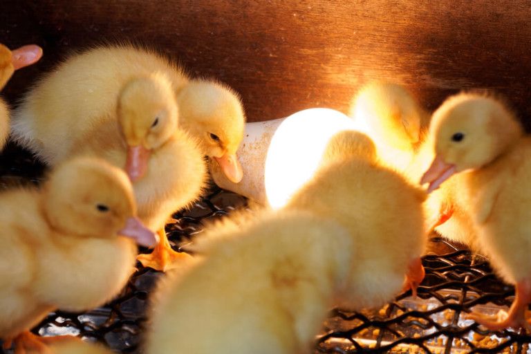 Do Ducklings Need a Heat Lamp [And 5 Alternatives to Save You Money]