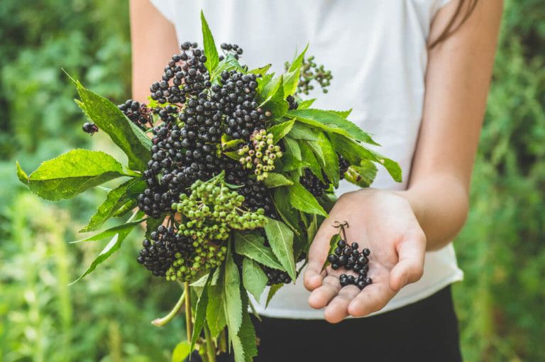 How to Harvest and Dry Elderberries [3 Best Ways!]