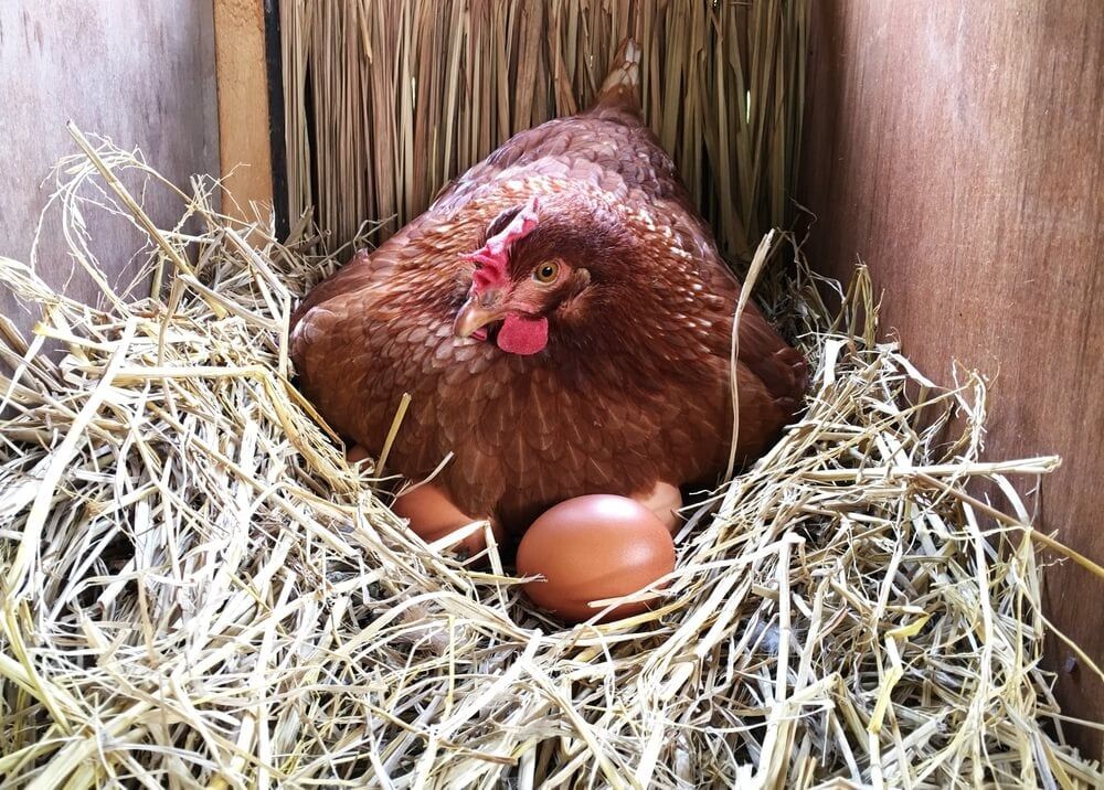 hen laying in large straw nesting box with eggs
