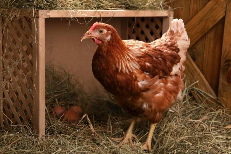 lovely chicken next to nesting box and eggs