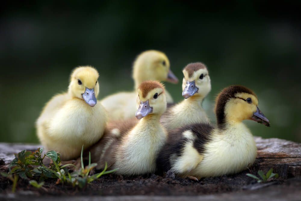 lovely flock of baby ducklings huddling outdoors