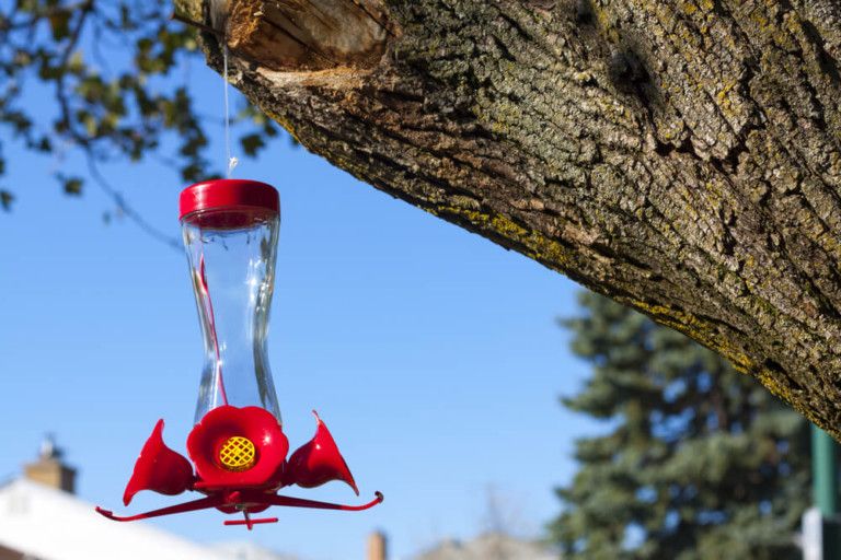 How to Keep Ants Out of Hummingbird Feeders [10 Easy Ways]