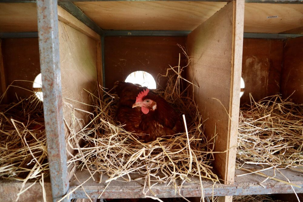 wooden chicken nesting box house