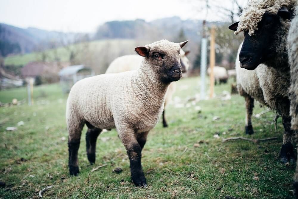 adorable clun forest sheep with black face