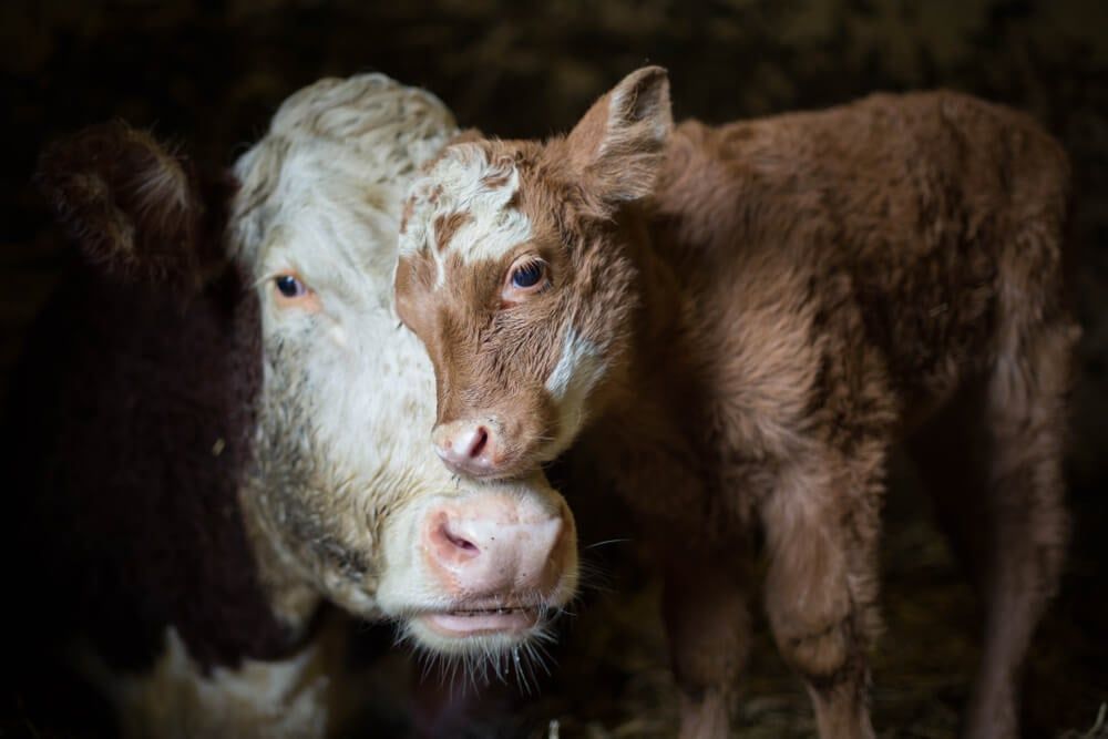 adorable cow and calf on rural farm