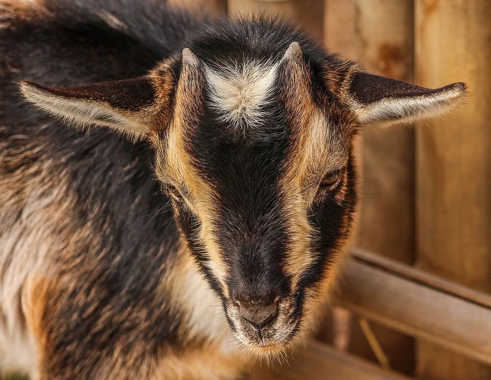 adorable nigerian dwarf goat thick coat
