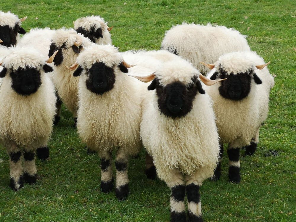 amazing walliser schwarznase sheep in field