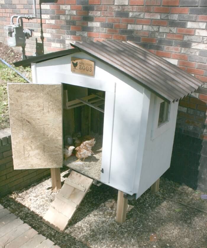 backyard chicken coop with white paint