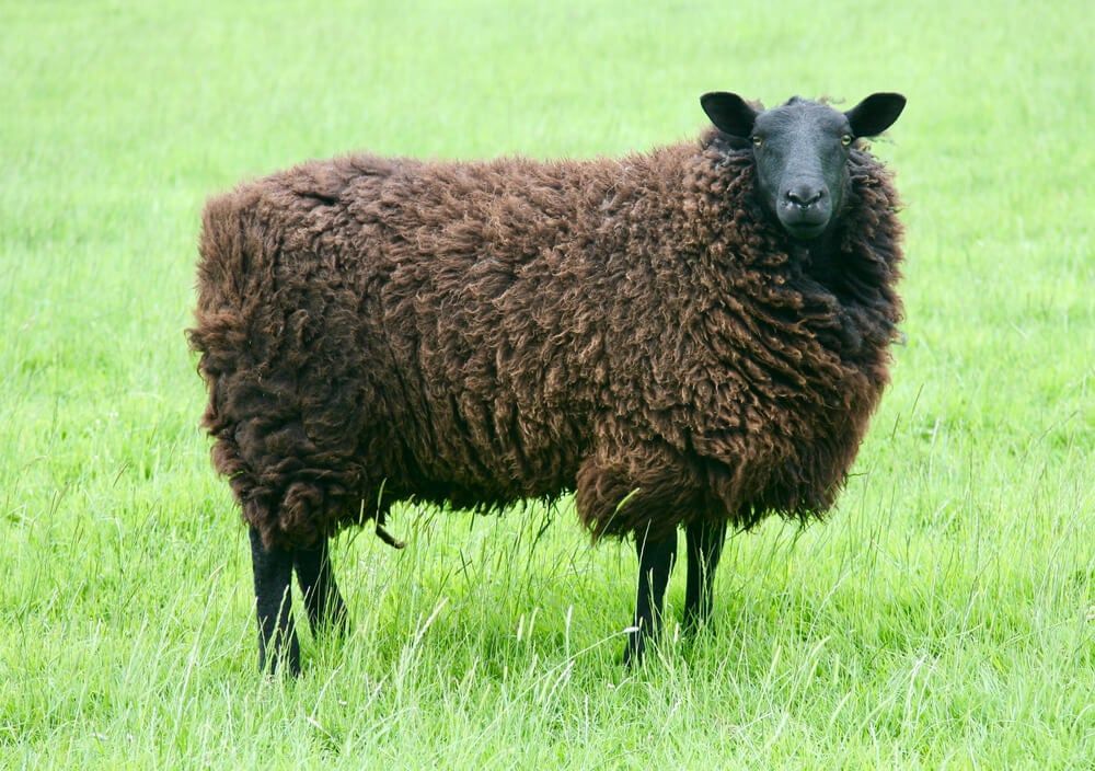 black faced black welsh sheep in meadow