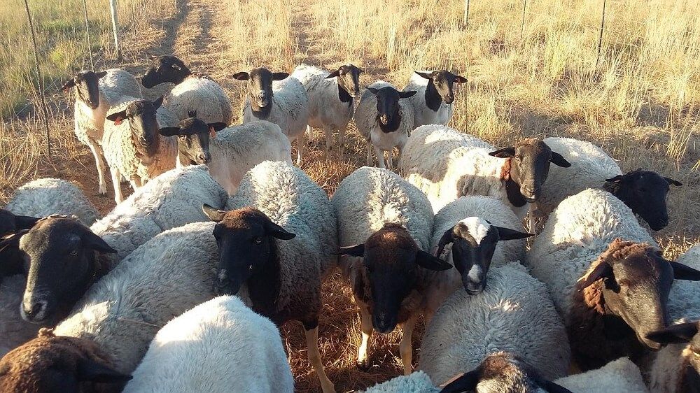 black faced dorper sheep herd on rural farm