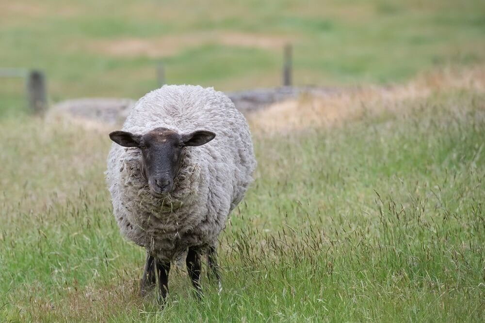 black faced suffolk sheep with thick gray wool