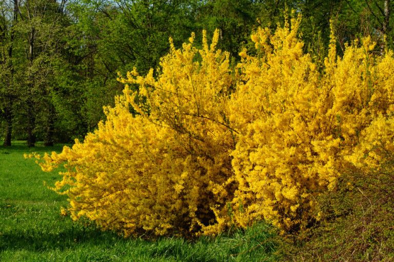 19 Yellow Flowering Bushes for Lush Gardens and Backyard Decor
