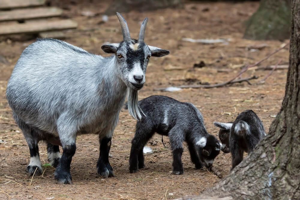 cute pygmy goat and kids miniature breed