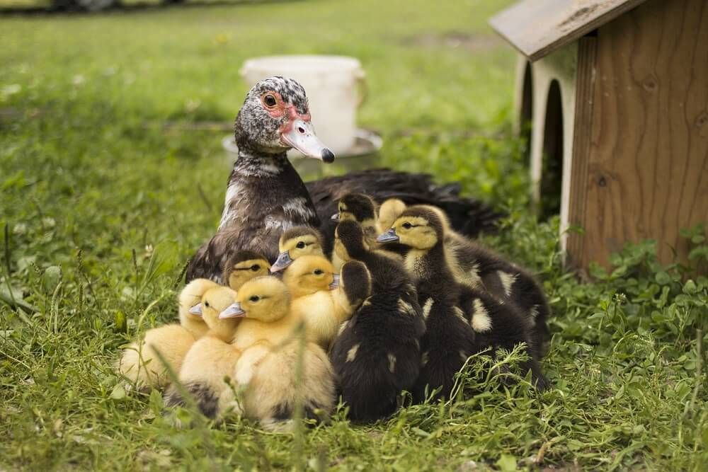 domestic duck and ducklings on farm
