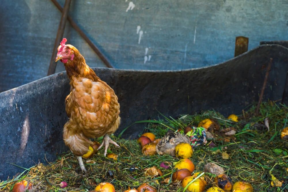 farm hens foraging inside compost bin