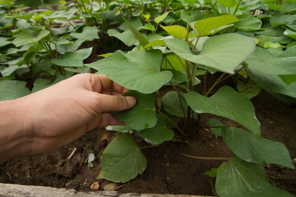 farmer growing sweet potato plant checking potato leaves