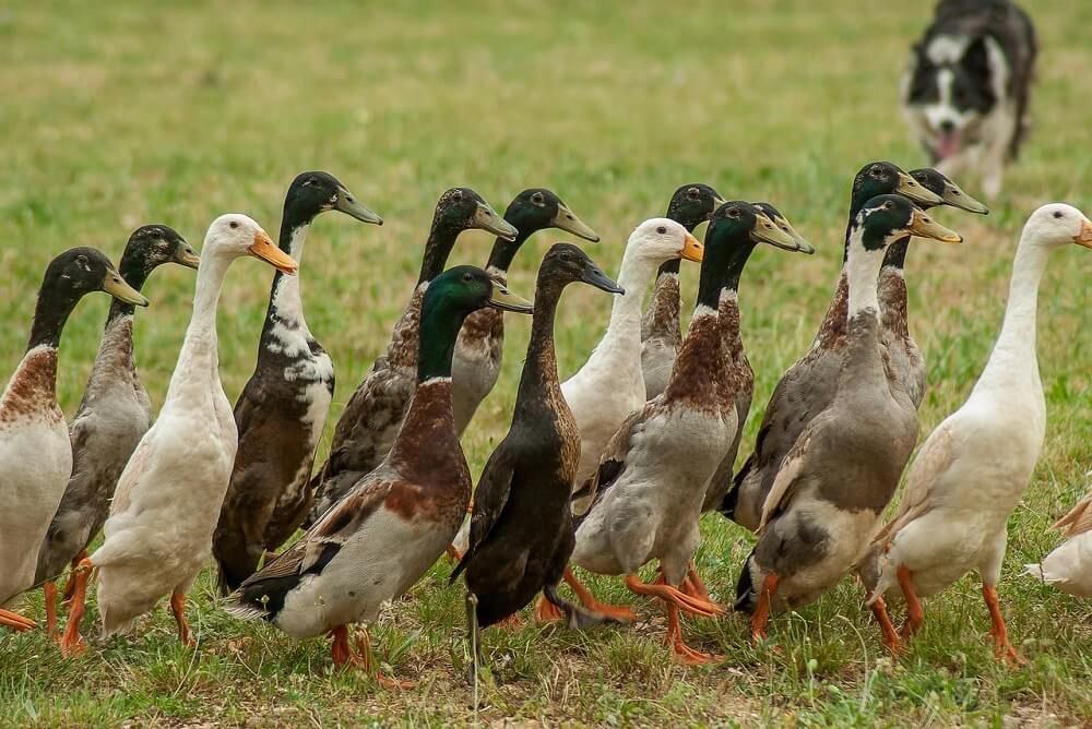 flock of indian runner ducks with looming border collie