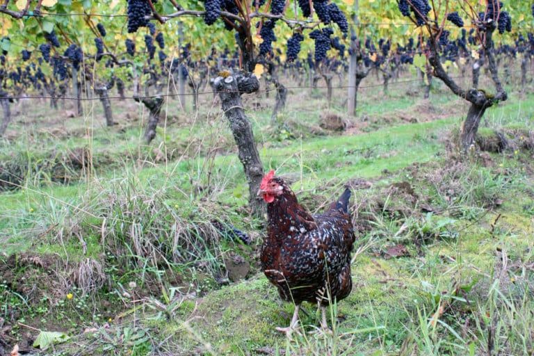 free range farm chicken foraging in grape vineyard