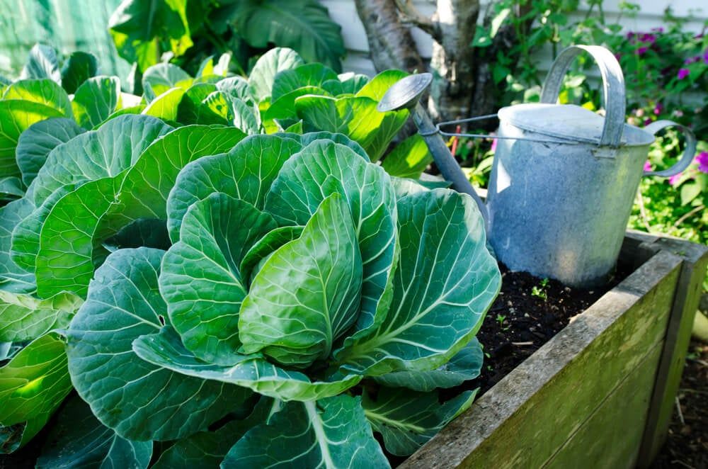 fresh cabbage growing in backyard garden