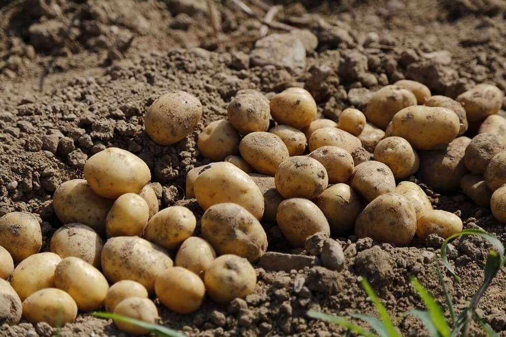 fresh potatoes from the garden