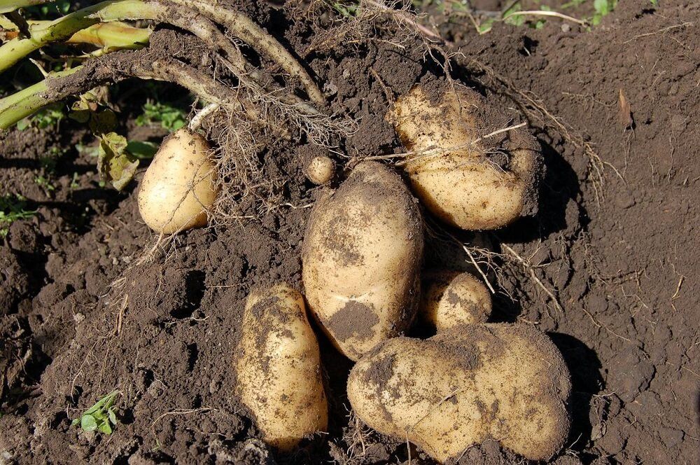 freshly harvested potatoes in garden soil