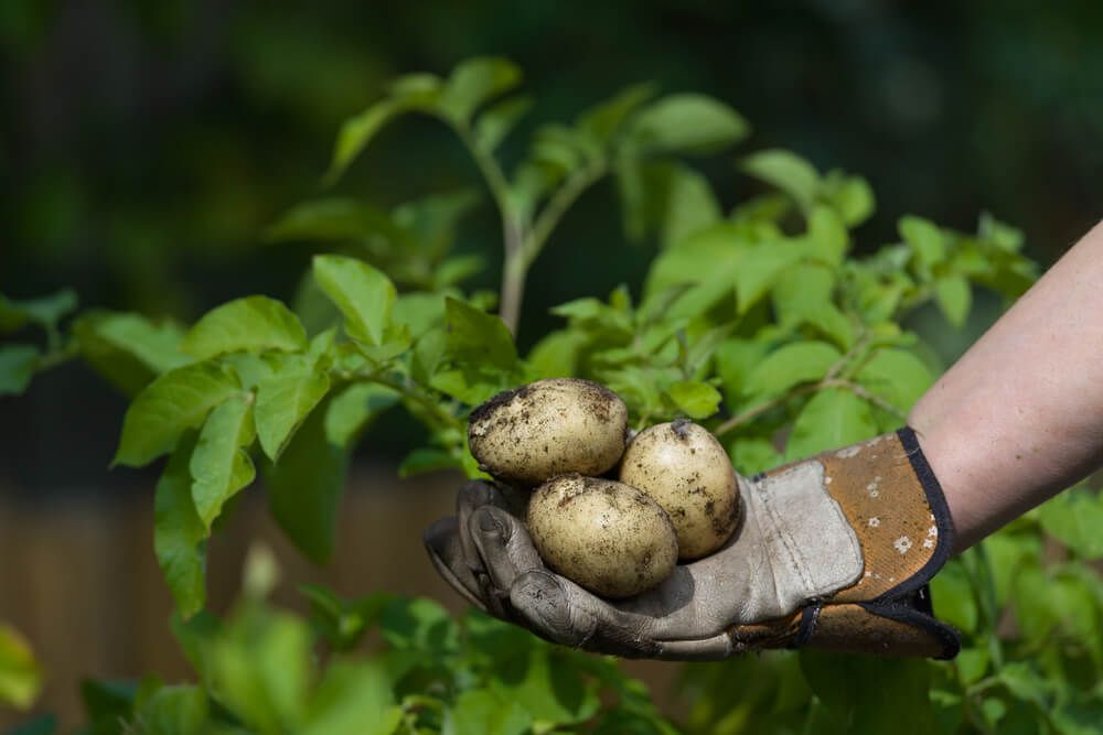 gloved hand harvesting three white potatoes lush potato leaves
