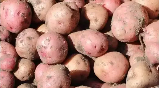 Growing Potatoes in Your Backyard Garden | Rick Stone