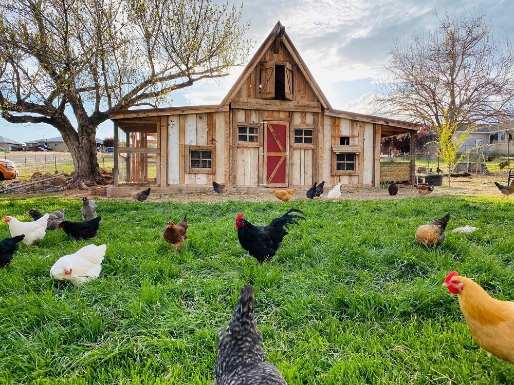 homestead chickens foraging on farm