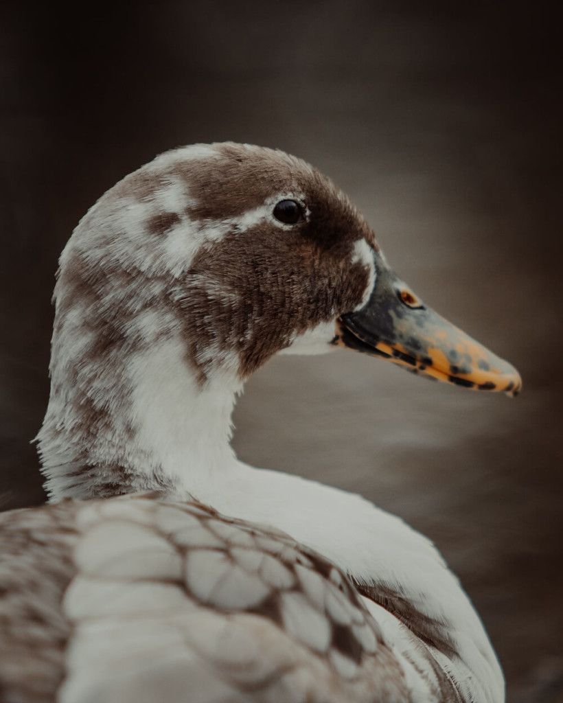 lovely ancona duck portrait