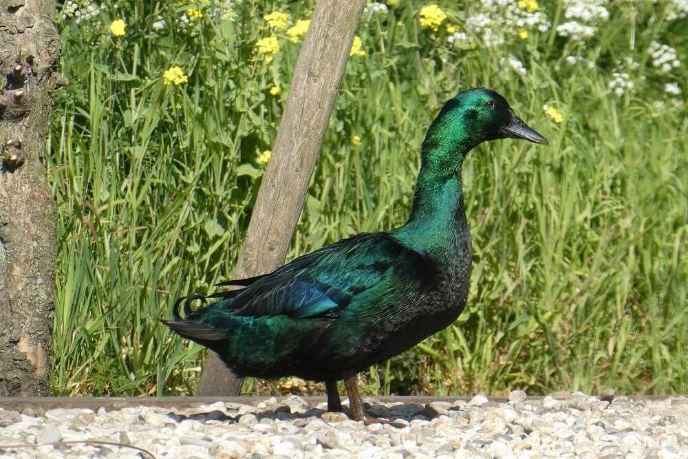 metallic green and black cayuga duck